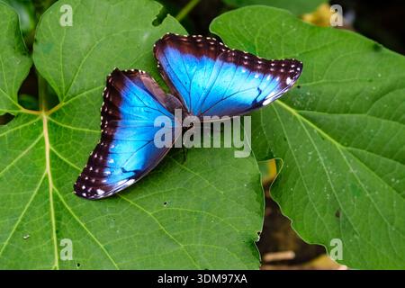 Blue morpho butterfly rests on a large green leaf in Casa delle Farfalle, showing iridescent blue wings with dark edges and white spots. Stock Photo