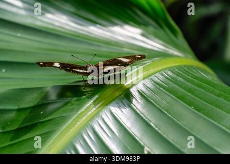 Great Eggfly butterfly with open wings resting on a large, textured green leaf at Casa delle Farfalle. Stock Photo