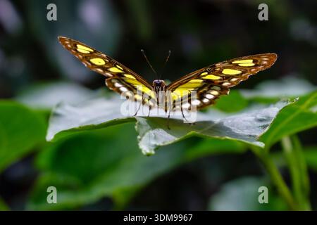 Malachite butterfly with open wings on a green leaf at Casa delle Farfalle, facing forward with a blurred background. Stock Photo