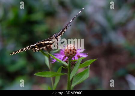 Lime butterfly resting on a purple-brown knapweed flower at Casa delle Farfalle with a blurred green background. Stock Photo