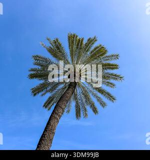 Perfectly circular round palm tree as seen from below Stock Photo