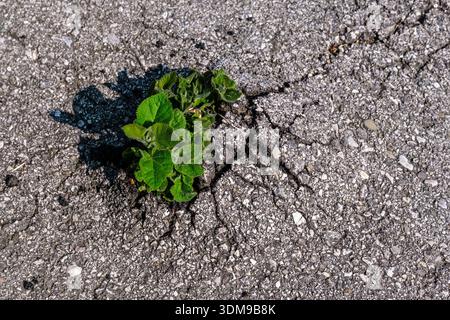 Green plant growing through a crack in gray asphalt. Stock Photo