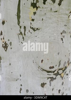 Peeling plane tree bark with abstract texture. Detail. Copyspace. Stock Photo
