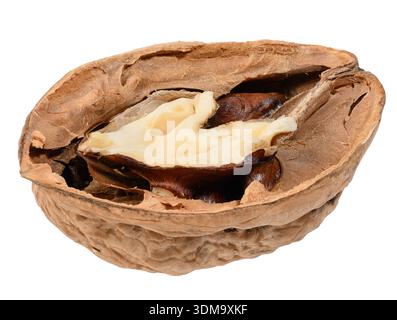 Half of a walnut in a cracked shell with a visible light kernel on an isolated background. Stock Photo