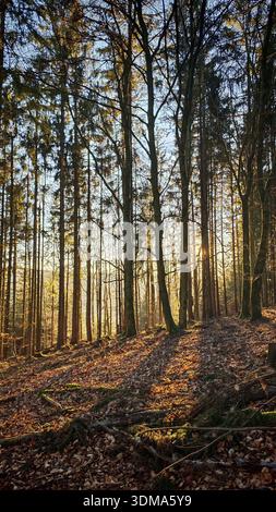 Soft sunlight falls through tall trees in autumn forest and creates long shadows, Franconian Forest nature park Park Stock Photo
