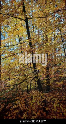 Bright golden foliage in a dense autumn forest, Franconian Forest nature park Park Stock Photo