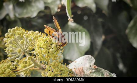 A hornet hoverfly (volucella zonaria) sitting on yellow flowers against a background of leaves, North Macedonia Stock Photo