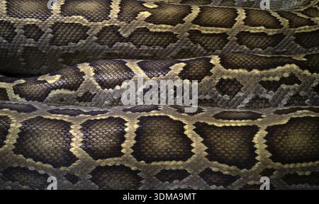 Close-up, close-up, pattern, pattern, snakeskin, Burmese Python (Python molurus bivittatus), captive, Stuttgart, Baden-Wuerttemberg, Germany Stock Photo