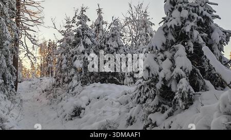 Snow-covered path through dense trees, spruces (picea) in a quiet winter forest at sunset, Rennsteig, Thuringian Forest nature park Park Stock Photo