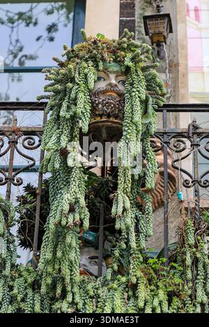 Sedum morganianum, the donkey tail or burro's tail, growing in a pot of a  man's head on a balcony of a house in Taormina, Sicily, Italy, Europe Stock  Photo - Alamy