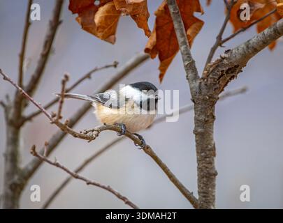 A Black-capped Chickadee perches on a small oak tree during winter, with a few dried oak leaves still clinging to the branches. The image captures the Stock Photo