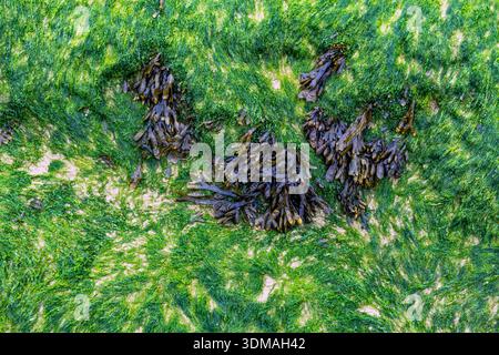 Vibrant green sea lettuce and dark brown bladderwrack seaweed cover a sandy shore in a top-down view Stock Photo