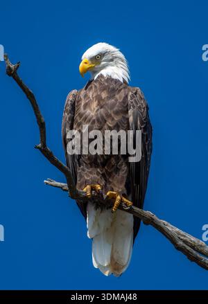 Adult Bald Eagle perched on a dead tree branch against a vivid blue sky, showing strong profile and iconic white head in vertical format. Stock Photo