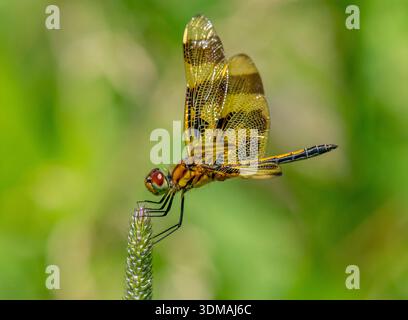 A beautiful Halloween Pennant Dragonfly resting nicely on a grass seedhead in a Driftless Region meadow. Stock Photo
