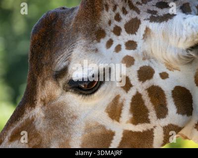 profile of a giraffe, focusing on the intricate texture of its brown and white spotted fur Stock Photo