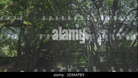 Displaying mature tree cluster with dense canopy in wooded grove, showing stone wall and data Stock Photo