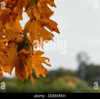 Close up detail of yellow and orange maple leaves hanging from a tree during autumn season, with a blurred windmill structure in the background, Tours Stock Photo
