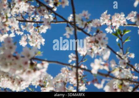 The moon captured between the branches in springtime among the cherry blossoms Stock Photo