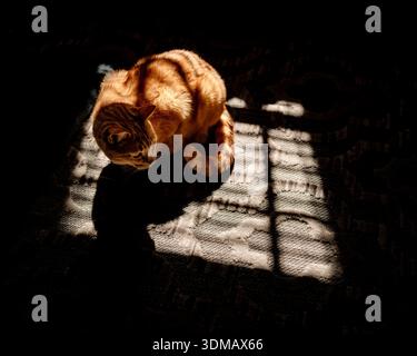 An orange tabby cat sits quietly on a carpeted floor, illuminated by a natural sunbeam streaming through a window. The warm window light creates stron Stock Photo