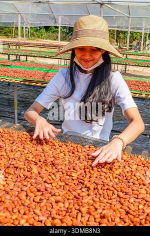 Chiang Mai, Thailand - 12/06/2021. Irin La-Ongsri at the drying racks of cacao beans. Stock Photo
