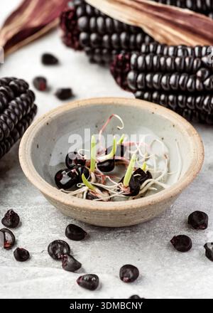 Morado corn (Zea mays convar. amylacea) with deep purple-black kernels arranged in a ceramic bowl, surrounded by dried husks and loose seeds. Stock Photo