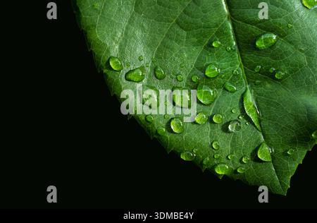 Macro shot of fresh water drops on green rose leaf isolated on black background Stock Photo