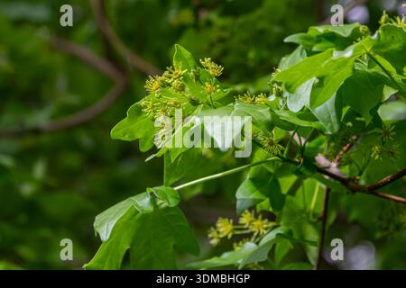 Young yellowish-green flowers bloom on the Norway maple tree surrounded by vibrant green leaves against a bright blue sky in early spring. Stock Photo