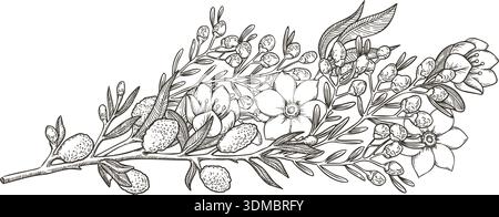 White willow and jasmine floral bouquet vector outline illustration. Sketch style botanical flowers with wildflower branch. Ideal for spring holiday decor greeting card design and Easter tradition. Stock Vector