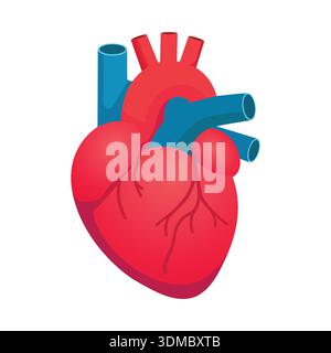Basic anatomy of human heart illustration Stock Vector Image & Art - Alamy