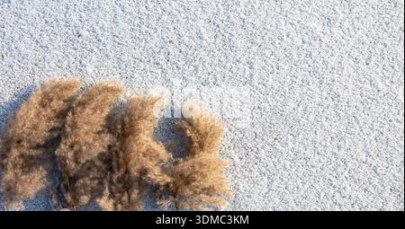 Dry reed plants on snow textured surface winter natural background Stock Photo