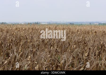 Dry corn plants in the field Stock Photo