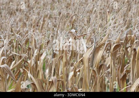 Dry corn plants in the field Stock Photo