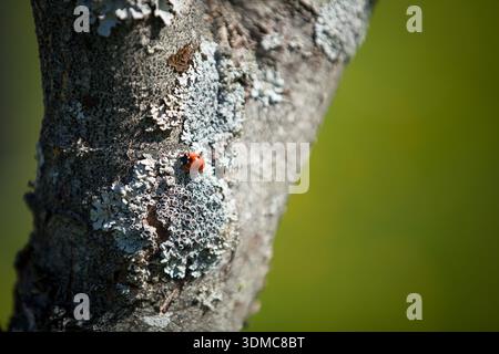 Coccinella septempunctata (ladybug) on textured tree bark with lichen and soft green background Stock Photo