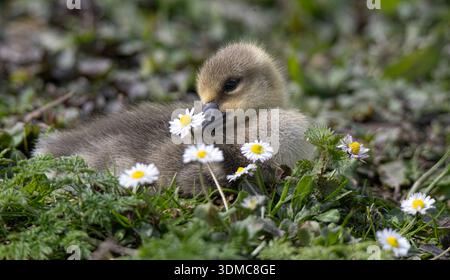 Greylag goose gosling resting beside white daisy in spring meadow, fluffy juvenile bird in grass with soft green background. Stock Photo