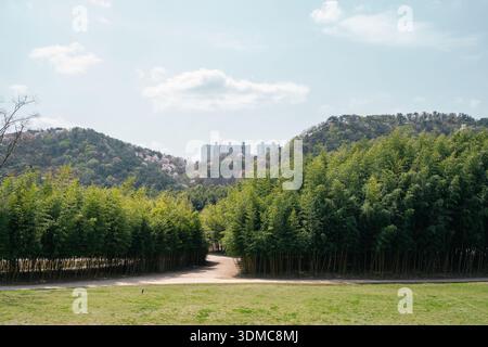 Bamboo Forest View at Taehwagang National Garden in Ulsan, Korea Stock Photo