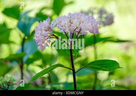 Hydrangea macrophylla Nigra, purplish-black stems, ovate leaves, rose-pink / bluish flowers, in rounded Hortensia-type heads Stock Photo