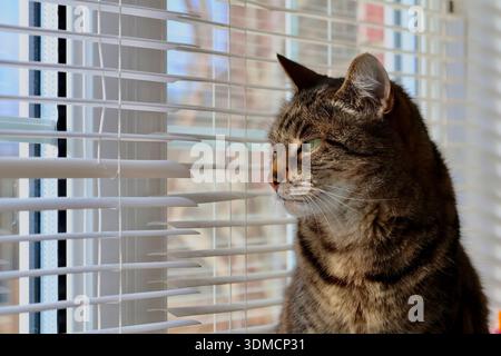 Tabby cross Bengal cat in profile looking out through venetian blinds, close-up portrait Stock Photo