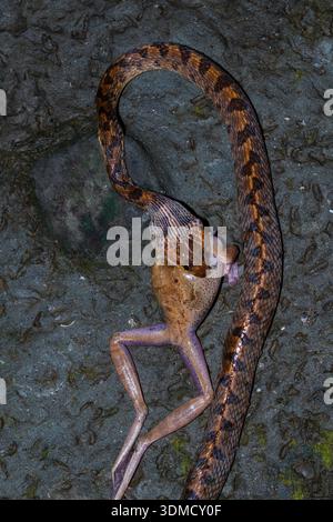 Banded cat-eyed snake (Leptodeira annulata Stock Photo - Alamy