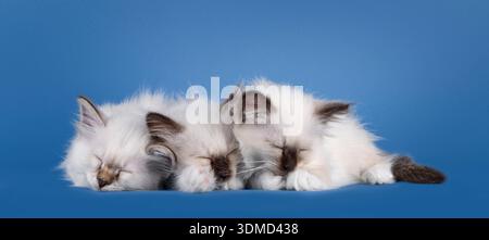 Group of 3 Birman cat kittens, sleeping and laying cuddled and cozy together side by side on row. Isolated on a blue background. Stock Photo