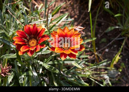 Gazania colorful flowers close up Stock Photo