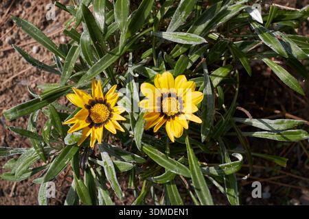 Gazania colorful flowers close up Stock Photo