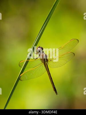 A beautiful Needham's Skimmer dragonfly perches on a grassy stem in the Florida Everglades. Stock Photo