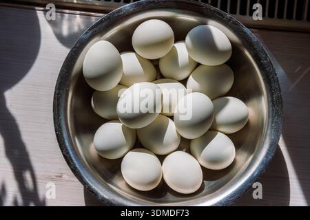 Top view of a metal bowl filled with white eggs ready for easter egg decorating in bright sunlight with strong shadows Stock Photo