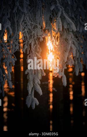 Golden winter evening sun shines between tree trunks through snow-covered spruce branches covered in hoarfrost Stock Photo