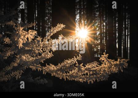 A branch covered in frost in a wintry forest in the golden, warm backlight of winter with the sun star shining through the tree trunks Stock Photo