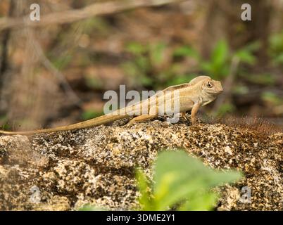 Male Brown Anole (Anolis sagrei) displaying its crest on a rock in South Florida to intimidate nearby anoles. Stock Photo
