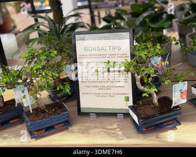 Bonsai trees in ceramic containers displayed with care instructions inside a UK garden centre, illustrating indoor plant care and traditional bonsai c Stock Photo