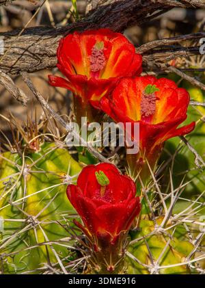 A beautiful trio of vibrant red flowers emerging from a Claret-cup Cactus in the arid Colorado Front Range landscape. Stock Photo