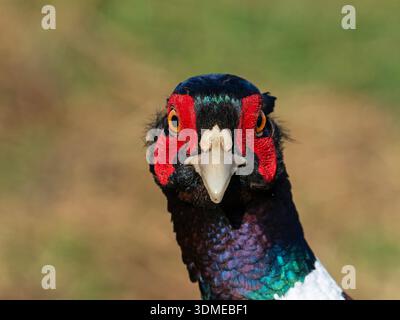 Ring-necked pheasant Phasianus colchicus close-up of a male looking straight at the camera near Cashmoor, Cranborne Chase, Dorset, England, UK, Februa Stock Photo