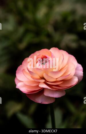 Macro shot of a peach-colored Ranunculus flower, seeming almost like it is glowing, against a dark background, Stock Photo